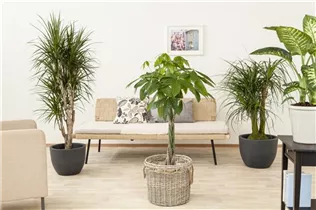 Dracaena marginata - Drachenbaum Dracaena marginata - Drachenbaum