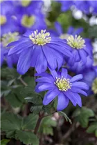 Anemone blanda - Strahlen-Windröschen Anemone blanda - Strahlen-Windröschen