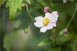 Anemone japonica - Garten-Herbst-Anemone