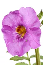 Incarvillea delavayi - Yunnan-Freilandgloxinie Incarvillea delavayi - Yunnan-Freilandgloxinie