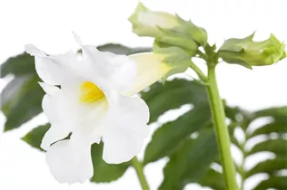 Incarvillea delavayi - Yunnan-Freilandgloxinie Incarvillea delavayi - Yunnan-Freilandgloxinie