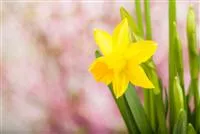 - Frühling auf dem Balkon: Frühblüher pflanzen im Herbst  - Frühling auf dem Balkon: Frühblüher pflanzen im Herbst