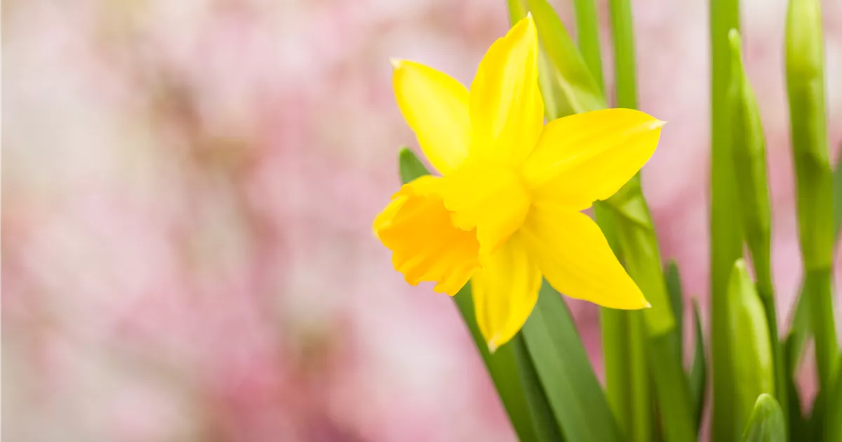  - Frühling auf dem Balkon: Frühblüher pflanzen im Herbst