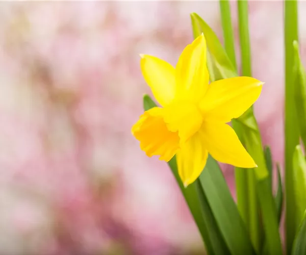 - Frühling auf dem Balkon: Frühblüher pflanzen im Herbst  - Frühling auf dem Balkon: Frühblüher pflanzen im Herbst