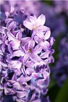 Hyacinthus orientalis 'Blue Star' - Hyazinthe Hyacinthus orientalis 'Blue Star' - Hyazinthe