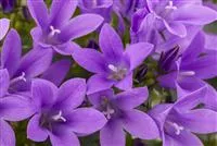 - Die Glockenblume als perfekter Nachbar im Garten  - Die Glockenblume als perfekter Nachbar im Garten