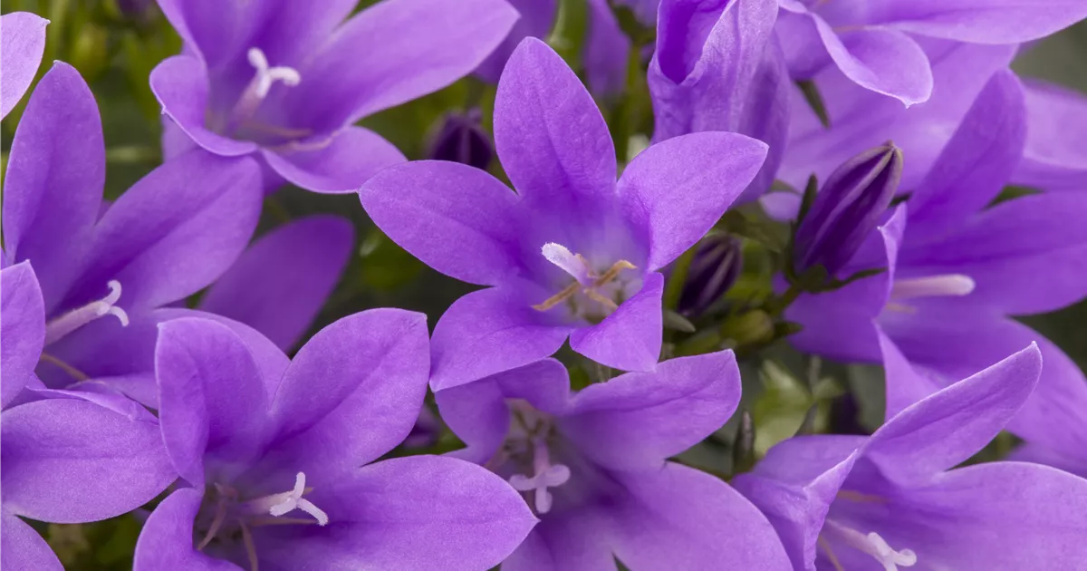  - Die Glockenblume als perfekter Nachbar im Garten
