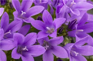 Campanula portenschlagiana 'Blue Royal' - Polster-Glockenblume