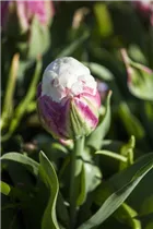 Blumenzwiebeln - Tulpen Ice Cream Gefüllte Späte weiß rosa, 3 Stück