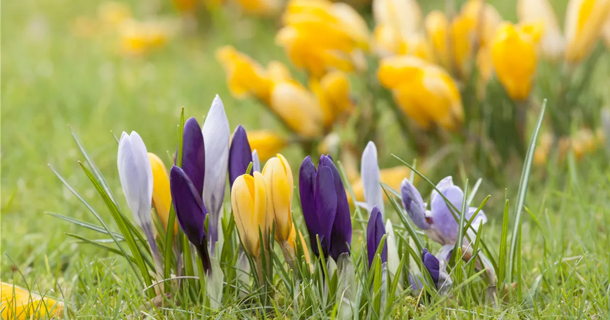  - Krokus pflanzen: Der Klassiker im Frühlingsbeet