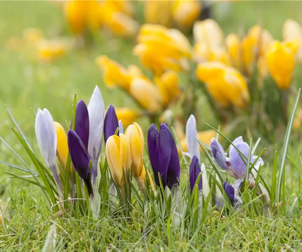  - Krokus pflanzen: Der Klassiker im Frühlingsbeet