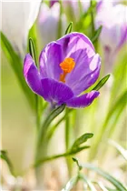 Blumenzwiebeln - Krokus King of the Striped x20