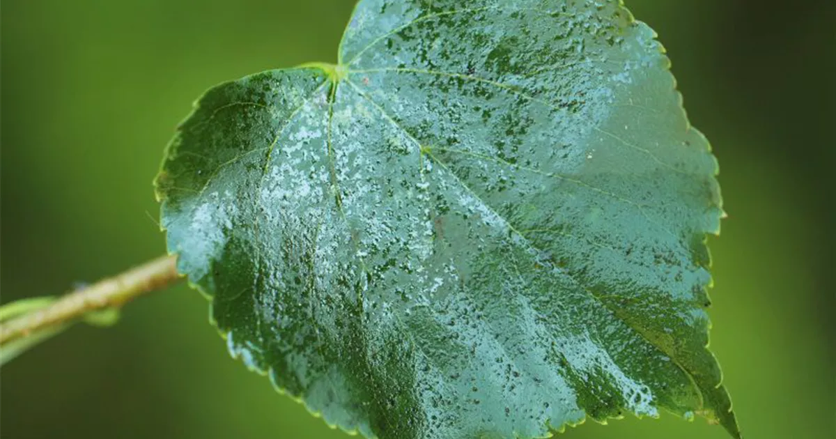  - Die Linde - viel mehr als nur ein einfacher Baum