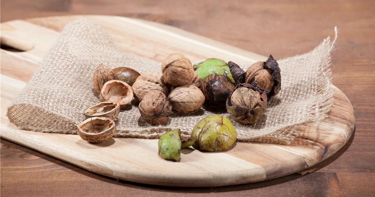  - Nüsse und Schalenfrüchte aus Ihrem Garten