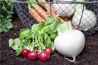 Brassica rapa subsp. rapa var. majalis - Mairübe