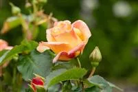 - Rezepte mit Rosen  - Rezepte mit Rosen