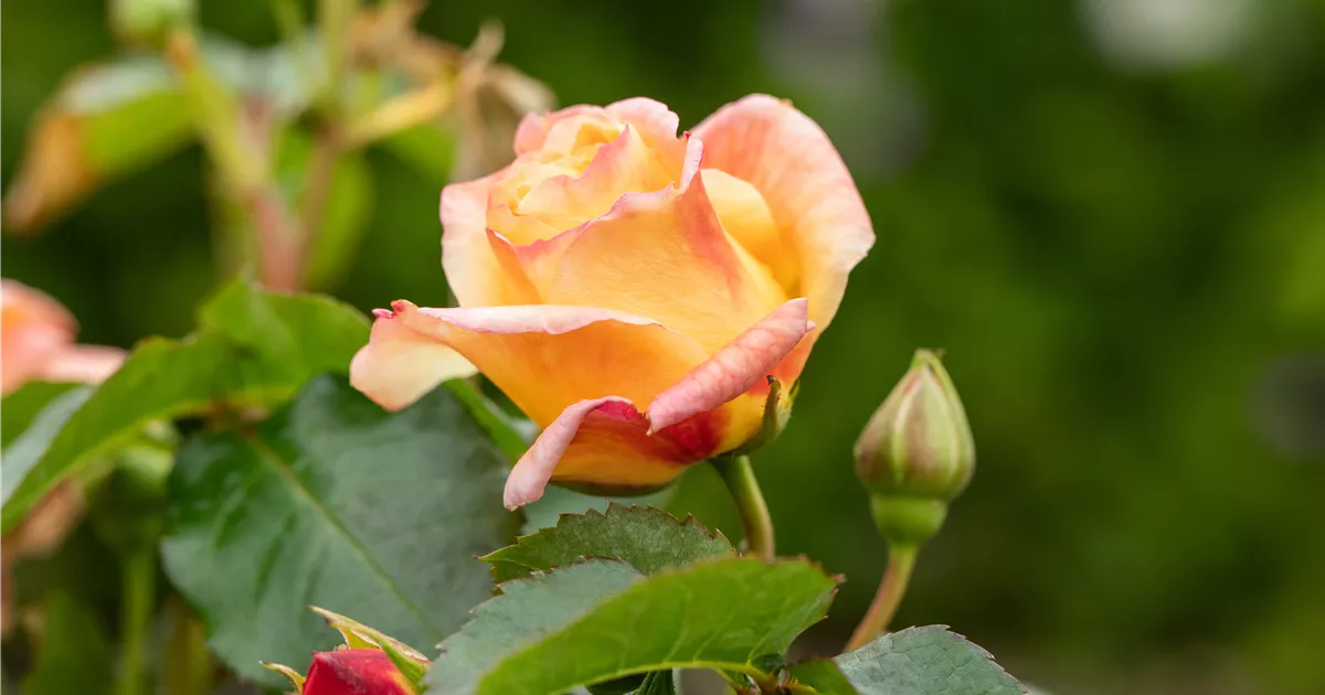  - Rezepte mit Rosen