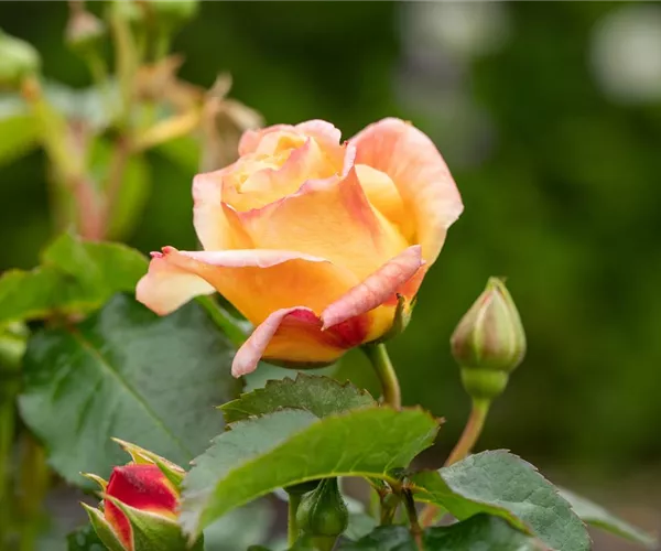 - Rezepte mit Rosen  - Rezepte mit Rosen