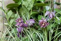 - Schachbrettblume im eigenen Garten  - Schachbrettblume im eigenen Garten