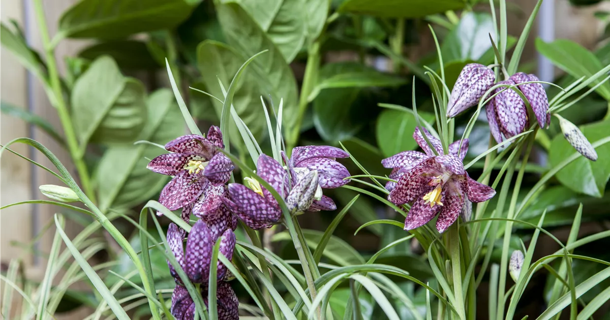  - Schachbrettblume im eigenen Garten