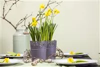 - Frühblüher im Haus – Blumenzwiebeln antreiben  - Frühblüher im Haus – Blumenzwiebeln antreiben