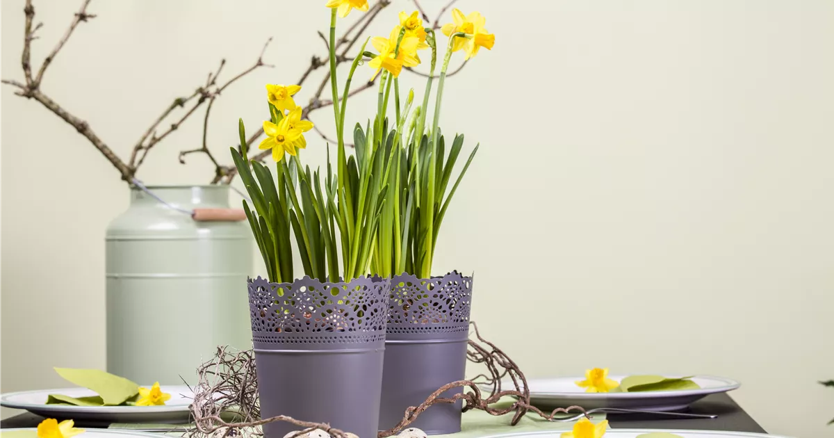  - Frühblüher im Haus – Blumenzwiebeln antreiben