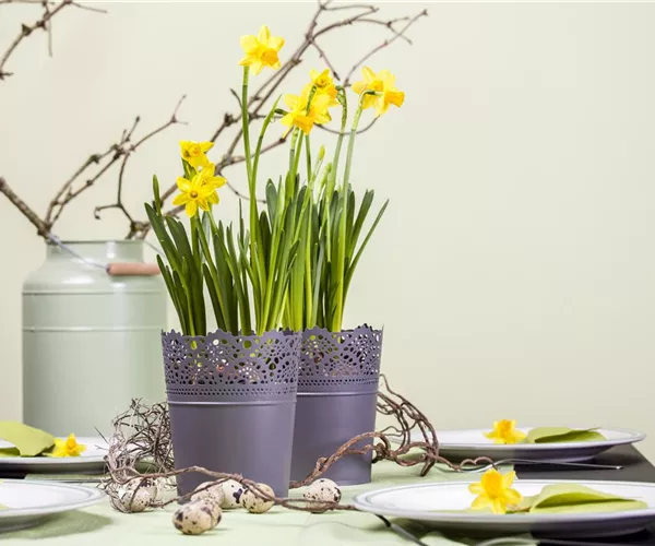- Frühblüher im Haus – Blumenzwiebeln antreiben  - Frühblüher im Haus – Blumenzwiebeln antreiben
