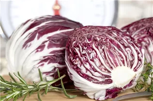 Cichorium intybus var. foliosum - Chicorée