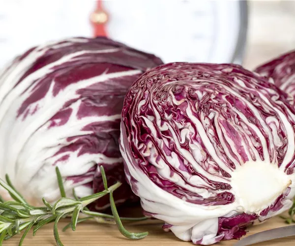 - Herbstsalate: Frische aus dem eigenen Garten  - Herbstsalate: Frische aus dem eigenen Garten