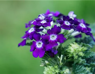 Die Verbene – der Insektenstar unter den Pflanzen Die Verbene – der Insektenstar unter den Pflanzen