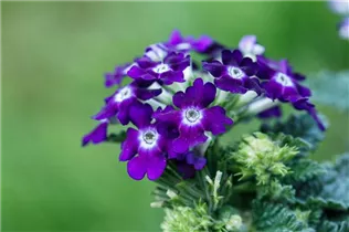 - Verbena aufrecht  - Verbena aufrecht