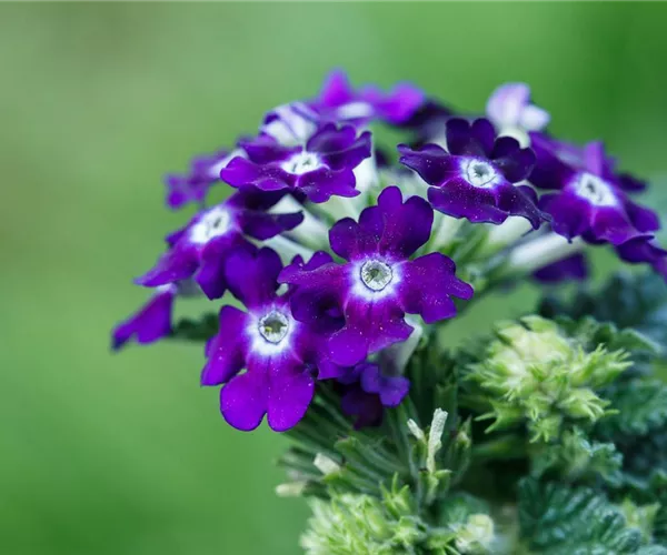 - Die Verbene – der Insektenstar unter den Pflanzen  - Die Verbene – der Insektenstar unter den Pflanzen