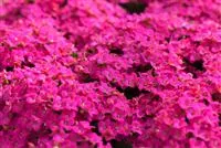 - Feuer und Pflanze - Das Flammende Käthchen  - Feuer und Pflanze - Das Flammende Käthchen