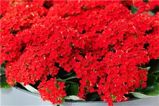 Kalanchoe blossfeldiana 'Lipstick' - Flammendes Käthchen 'Lipstick' Kalanchoe blossfeldiana 'Lipstick' - Flammendes Käthchen 'Lipstick'