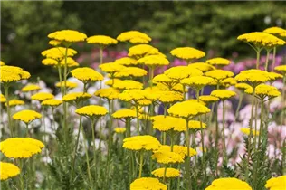 Achillea filipendulina 'Parker' - Hohe Garten-Gold-Garbe 'Parker'