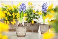 - Hyazinthe, Krokus und Co. – der Frühling wird bunt  - Hyazinthe, Krokus und Co. – der Frühling wird bunt