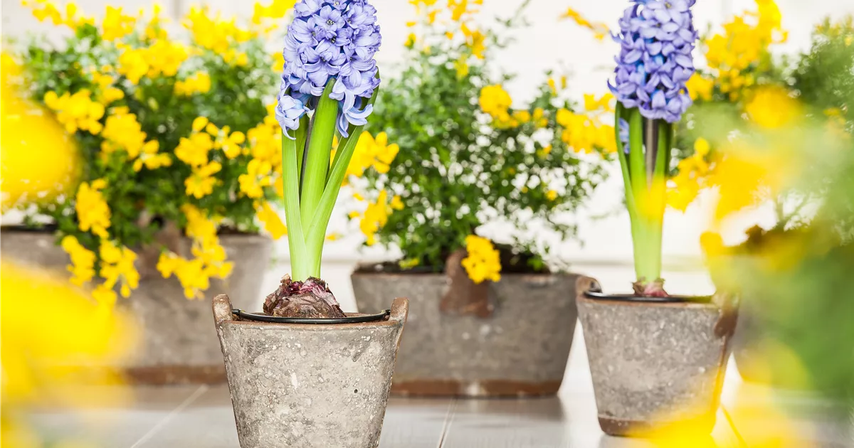  - Hyazinthe, Krokus und Co. – der Frühling wird bunt