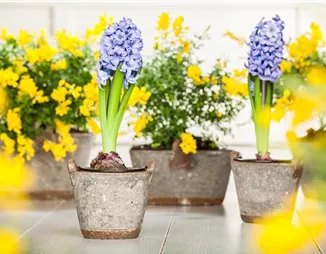 Hyazinthe, Krokus und Co. – der Frühling wird bunt