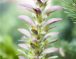 Strukturpflanzen als Architekten im Garten Strukturpflanzen als Architekten im Garten