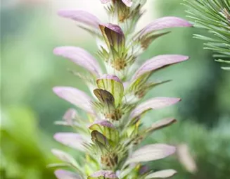 Strukturpflanzen als Architekten im Garten Strukturpflanzen als Architekten im Garten