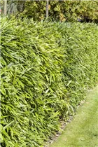 Fargesia murielae - Muriel Schirmbambus Fargesia murielae - Muriel Schirmbambus