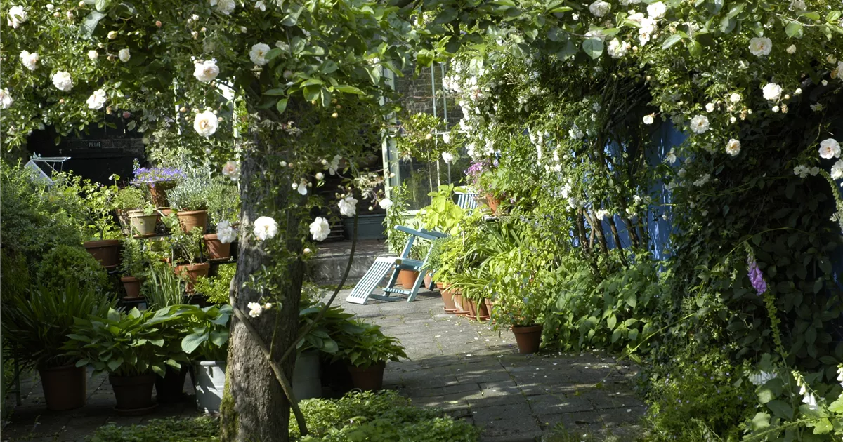  - Kletterpflanzen im Garten - hoch hinaus und noch viel weiter!