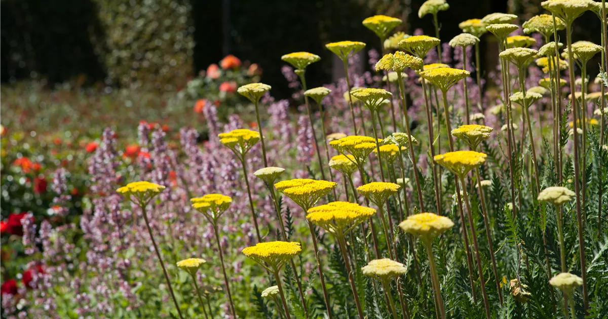  - Staudengarten – Gestaltungshinweise und Tipps
