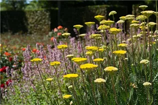 Achillea filipendulina - Hohe Gold-Garbe Achillea filipendulina - Hohe Gold-Garbe