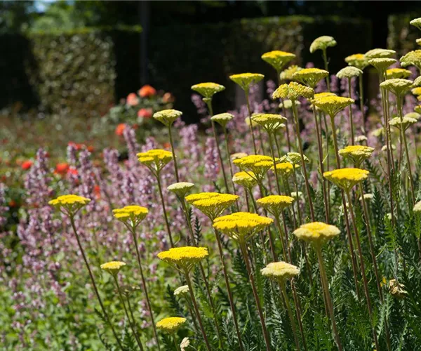 - Staudengarten – Gestaltungshinweise und Tipps  - Staudengarten – Gestaltungshinweise und Tipps