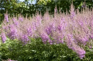 Astilbe japonica - Japanische Prachtspiere Astilbe japonica - Japanische Prachtspiere