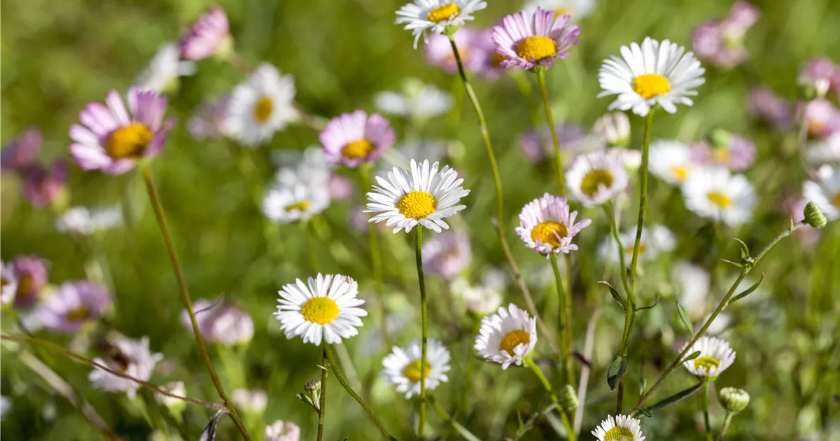  - Die heilende Wirkung von Gänseblümchen