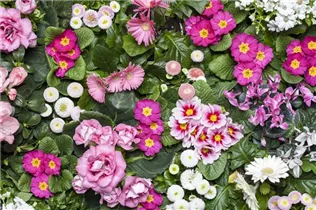 Cyclamen persicum 'Patio' - Cyclamen persicum 'Patio' Cyclamen persicum 'Patio' - Cyclamen persicum 'Patio'