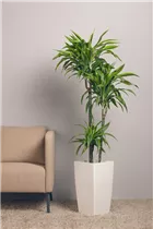 Dracaena fragrans 'Lemon Lime' - Drachenbaum 'Lemon Lime' Dracaena fragrans 'Lemon Lime' - Drachenbaum 'Lemon Lime'