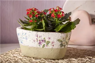 Kalanchoe blossfeldiana - Flammendes Käthchen Kalanchoe blossfeldiana - Flammendes Käthchen